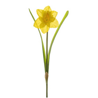 Daffodile Flower Stem Yellow