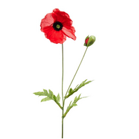 Poppy Flower Sem with Black Centre