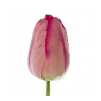 Tulip Parrot - Hot Pink - Real Touch