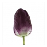 Tulip Parrot - Dark Purple - Real Touch