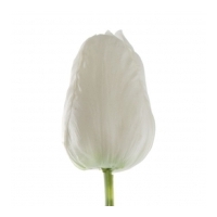 Tulip Parrot - White - Real Touch
