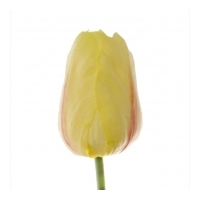 Tulip Parrot - Yellow - Real Touch