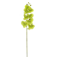 Phalaenopis Orchid Real Touch 8 Flowers Green