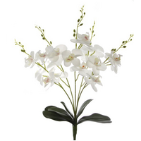 Phalaenopis Orchid Bunch