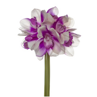 Cymbidium Orchid 6 Stem White/Purple