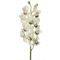 Cymbidium Orchid Stem 10 Flowers Cream