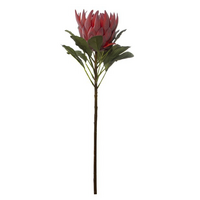 Australian Native King Protea Pink