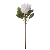 Australian Native King Protea White