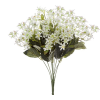Nerine Star Flower Bunch White