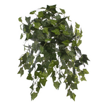 English Ivy Hanging Bush 24 Stems