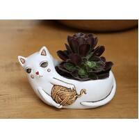 Baby White CAT with yarn planter