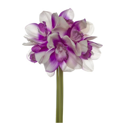 Cymbidium Orchid 6 Stem White/Purple