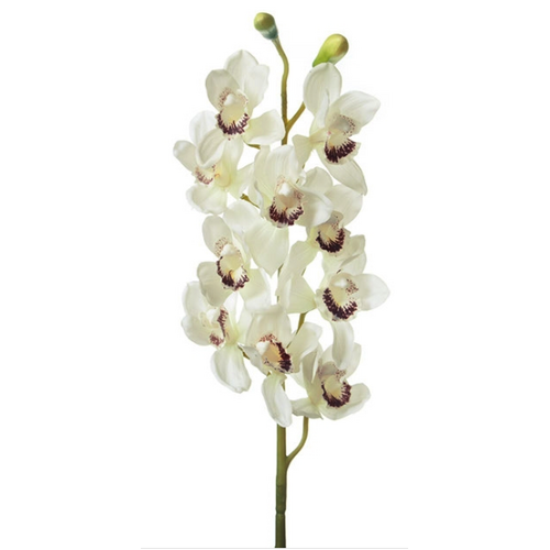 Cymbidium Orchid Stem 10 Flowers Cream